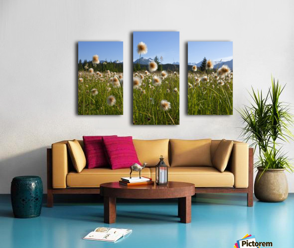 Alaska Cotton Grass In The Mendenhall Wetlands Juneau Southeast