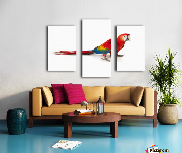 A scarlet macaw parrot on white background Canvas print