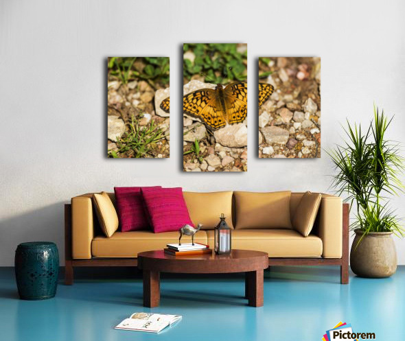 A Variegated Fritillary Butterfly (Euptoieta claudia) soaks up sunlight; Tahlequah, Oklahoma, United States of America Canvas print