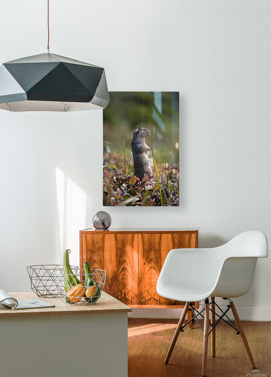 Ground Squirrel Standing In A Field Otter Rock Oregon United States Of America Pacificstock Canvas Artwork