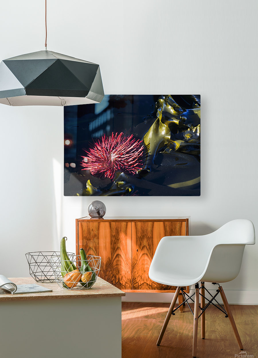 A Red Sea Urchin Is Exposed By A Minus Tide At Cape Arago State Park Oregon United States Of America Pacificstock Canvas Artwork