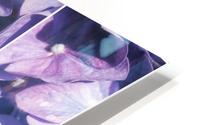 Lavender Hydrangea Triptych HD Metal print