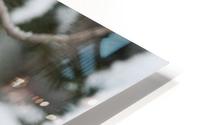 Geai bleu HD Metal print