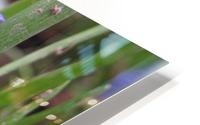 IMG_8668 HD Metal print