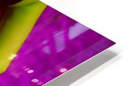 MAGENTA SWAN HD Metal print