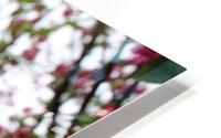 Flowering HD Metal print
