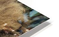 The Lion King HD Metal print
