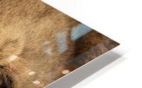 Grrrr - Color HD Metal print
