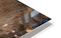 Tenderness - color HD Metal print