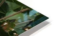 hibiscus HD Metal print