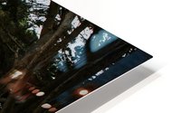 Cypress Tree Tunnel California HD Metal print