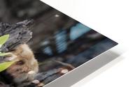 Lion Cub HD Metal print