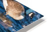 Grooming Canada Goose HD Metal print