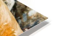 The King Relaxes HD Metal print