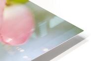 White Pink Quince Floral Macro V HD Metal print