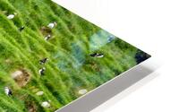 Fratercula arctica in faroe HD Metal print