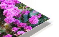 Blooming bouganville flower in summer season HD Metal print
