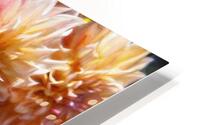Peach Dahlia HD Metal print