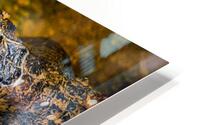 Alegator Portrait HD Metal print