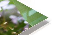 VioletLilacFlower0421 IrisRichardson HD Metal print