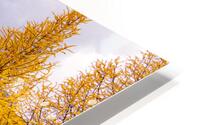 Larch Valley Gold HD Metal print