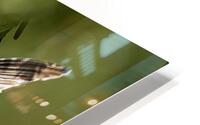 Hummingbird Taking Flight HD Metal print