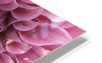 Dahlia Petals HD Metal print