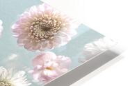 Dahlia Flowers HD Metal print