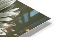 Fresh Gerbera HD Metal print
