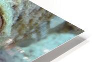 Conch HD Metal print