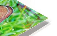 Peter Cottontail HD Metal print
