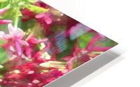 Rangoon Creeper Vine X 3 HD Metal print
