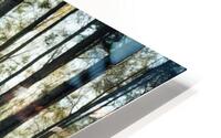 Forest HD Metal print