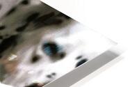 Dalmatian Mix - Curious Dog HD Metal print