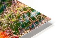 Cacti HD Metal print