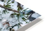 Pinecone  HD Metal print