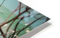 Ibis HD Metal print