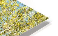 Aspen and Blue Skies HD Metal print