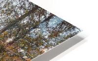 Autum Forest HD Metal print