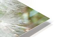 Dandelion Seeds Close Up Impressionistic Design   HD Metal print