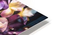 Colourful Irises in Full Bloom HD Metal print