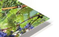 Grapes on the Vine HD Metal print