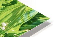 Lilly of the Valley  HD Metal print