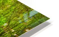 Costa Rica Mangrove Forest HD Metal print
