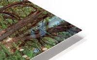 Cypress Path HD Metal print