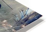 Magpie HD Metal print