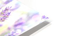 Lavender in Light HD Metal print