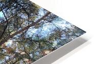 Autumnal Nature Walk through the Scottish Highlands  HD Metal print
