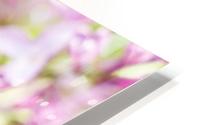 Lilacs HD Metal print