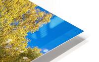 Golden Autumnal Birch Trees in the Scottish Highlands HD Metal print